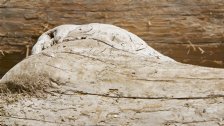 Driftwood