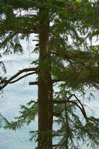 Cedar against the ocean