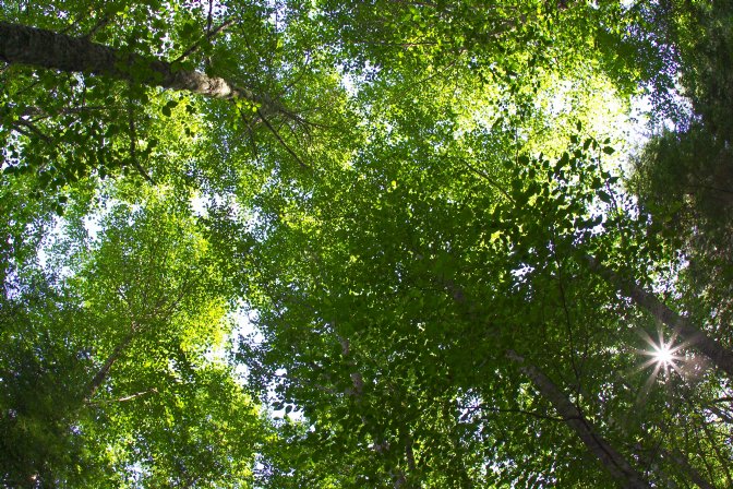 Tree canopy