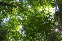 Tree canopy