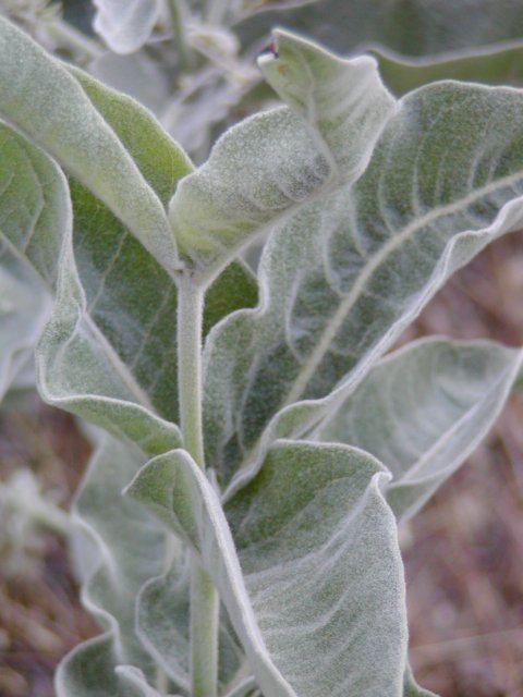 Plant
