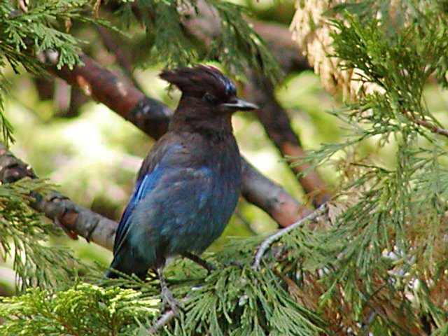 Steller's jay