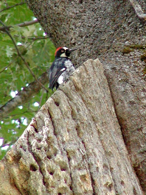 Woodpecker
