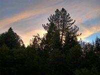 Palomar Sunset II