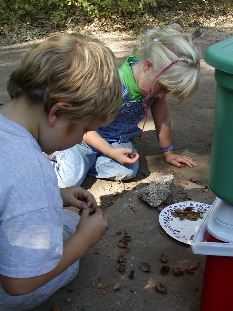Sorting acorn kernels