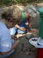 Sorting acorn kernels