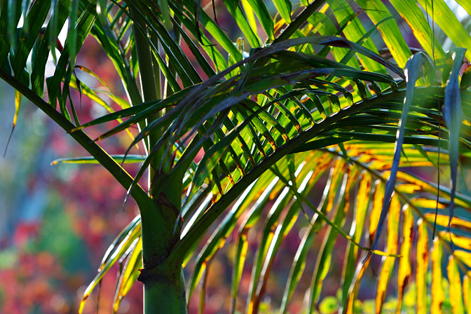 Palm and liquidambar