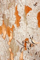 Tree Bark Puzzle Pieces