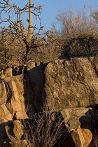 Petroglyphs And Scrub, I