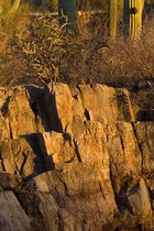 Petroglyphs And Scrub, II