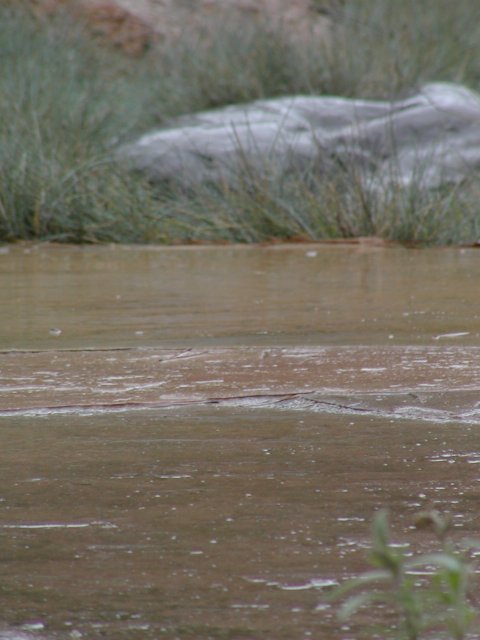 Back yard flagstones