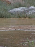 Back yard flagstones