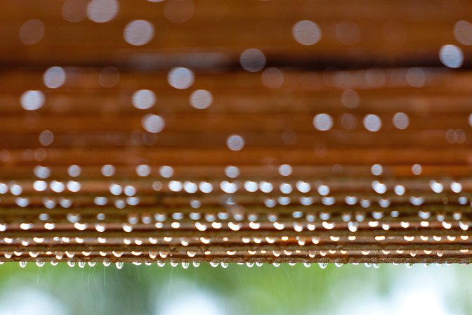 Rainy Trellis