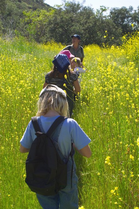 Hiking through mustard