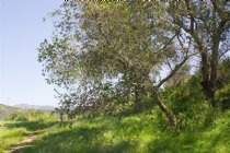 The trail goes past some trees