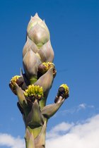 Blooming Agave Shawii, I