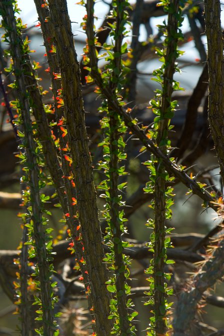 Ocotillo