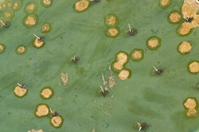 Prickly Pear Textures