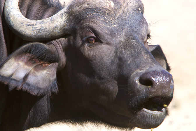 Cape Buffalo