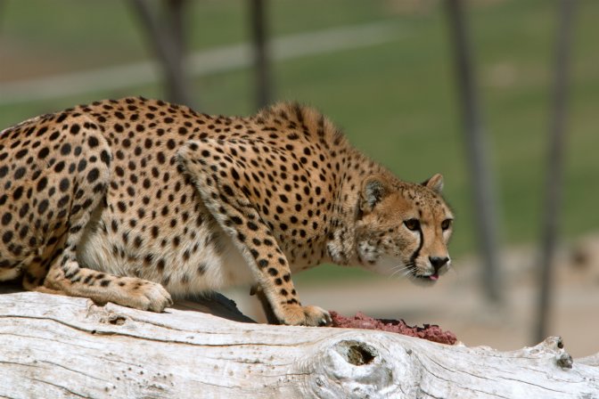 Cheetah, I