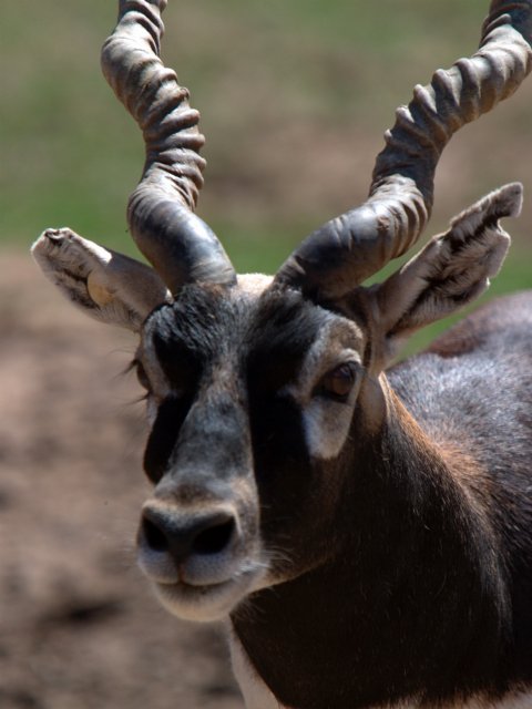 Curly horns