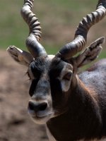 Curly horns