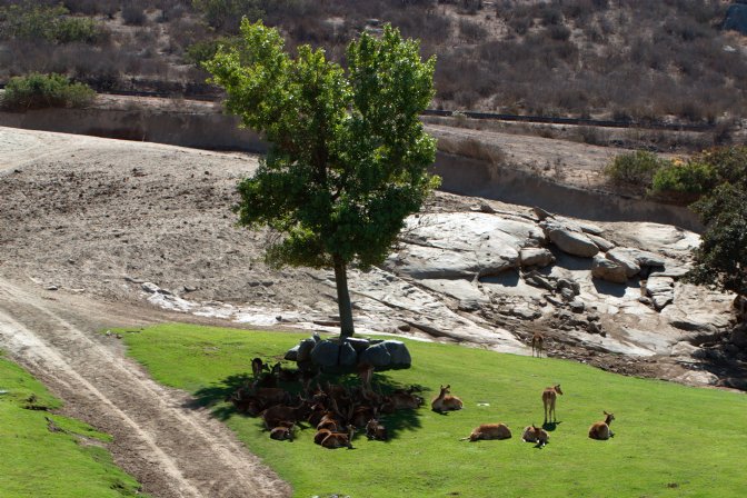 Deer resting in the shade