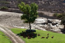 Deer resting in the shade