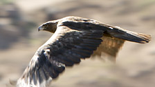 Golden Eagle