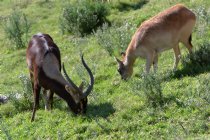 Grazing Gazelles