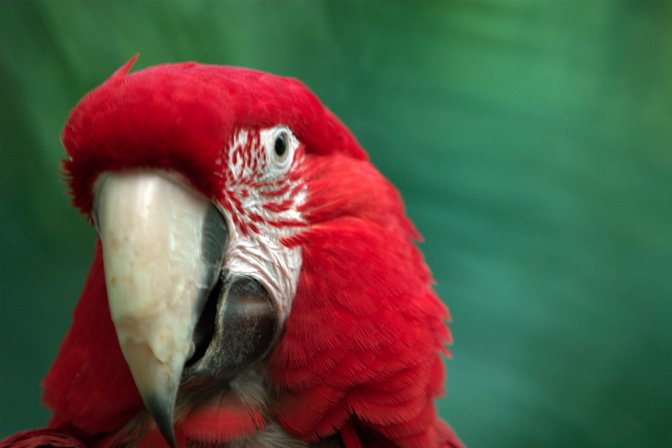 Macaw