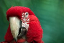 Macaw