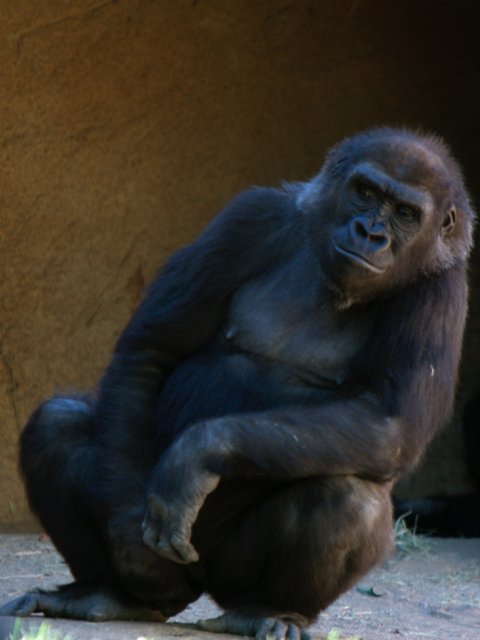 Medium Gorilla