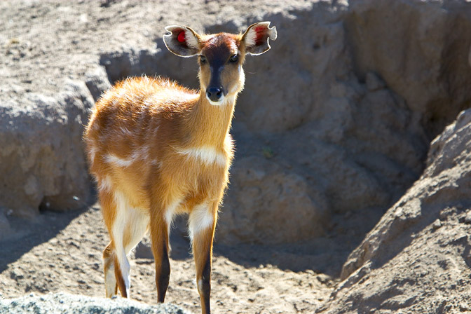 Chinese Sika Deer