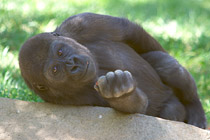 Small Gorilla