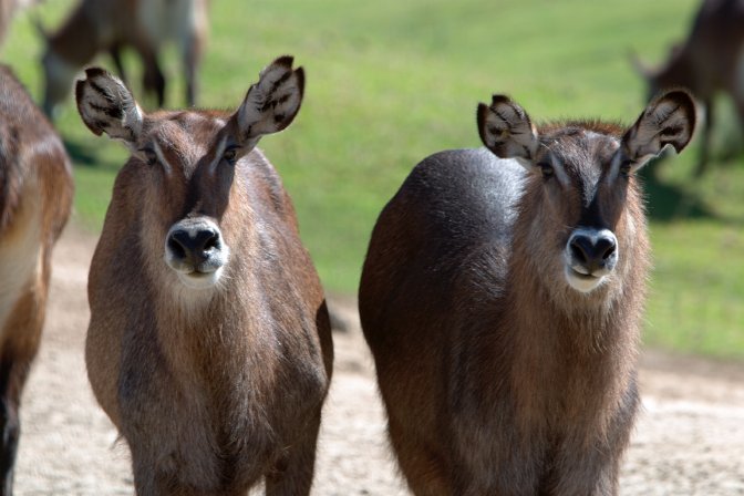 Tweedledum and Tweedledee