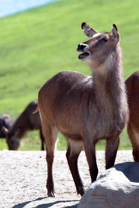 Waterbuck