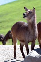 Waterbuck