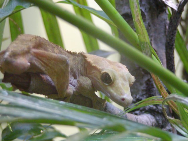 Gecko
