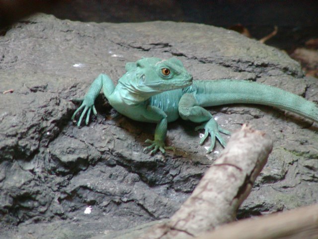 Another blue lizard