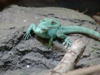 Another blue lizard