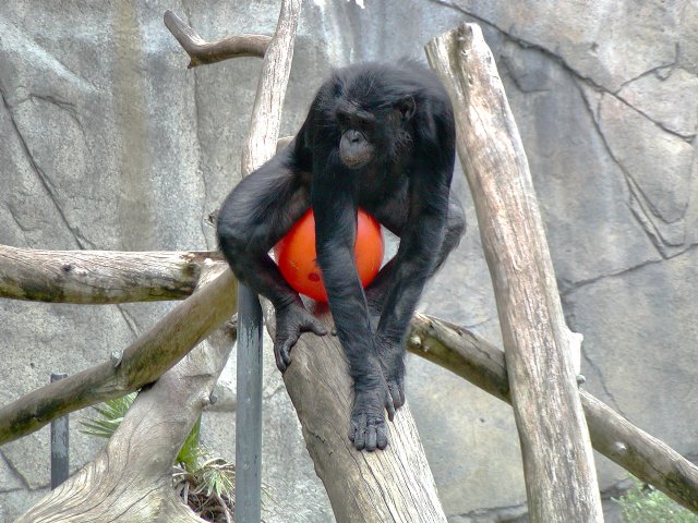 Bonobo
