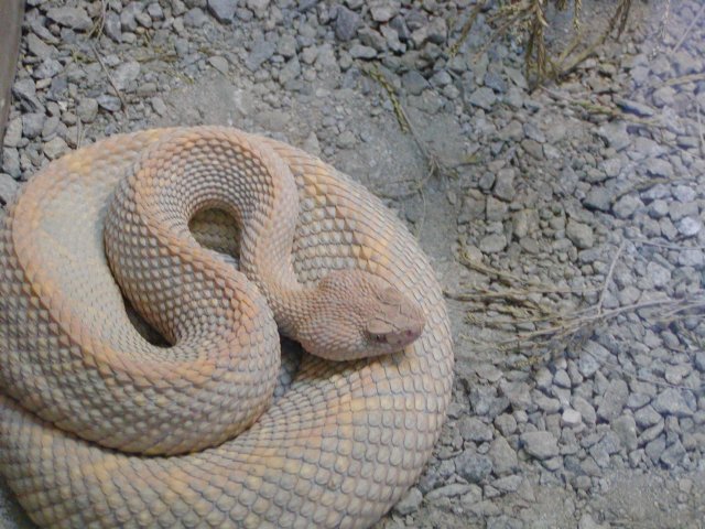 Coiled snake
