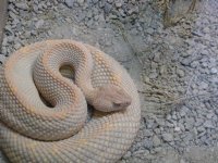 Coiled snake
