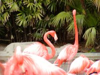 Flamingos