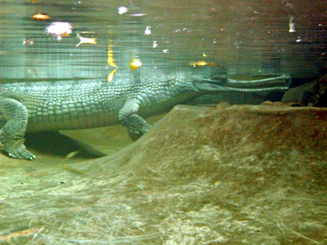 Gavial