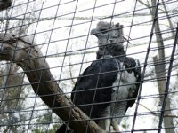 Harpy Eagle
