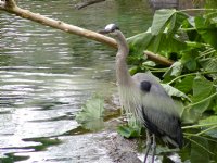 Blue Heron