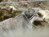 Pallas Cat