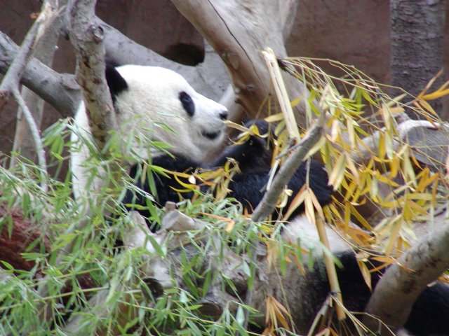 Panda in tree